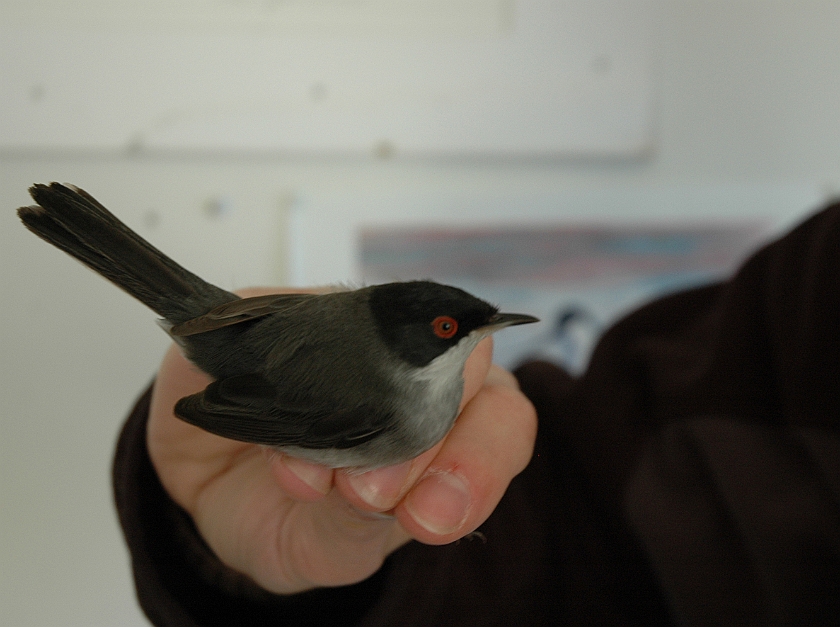 Sardinian Warbler, Sundre 20090512